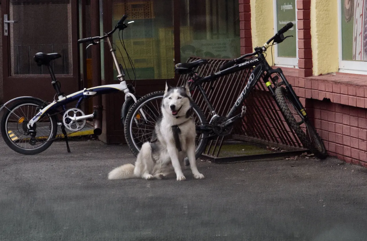 Husky medzi bicyklami