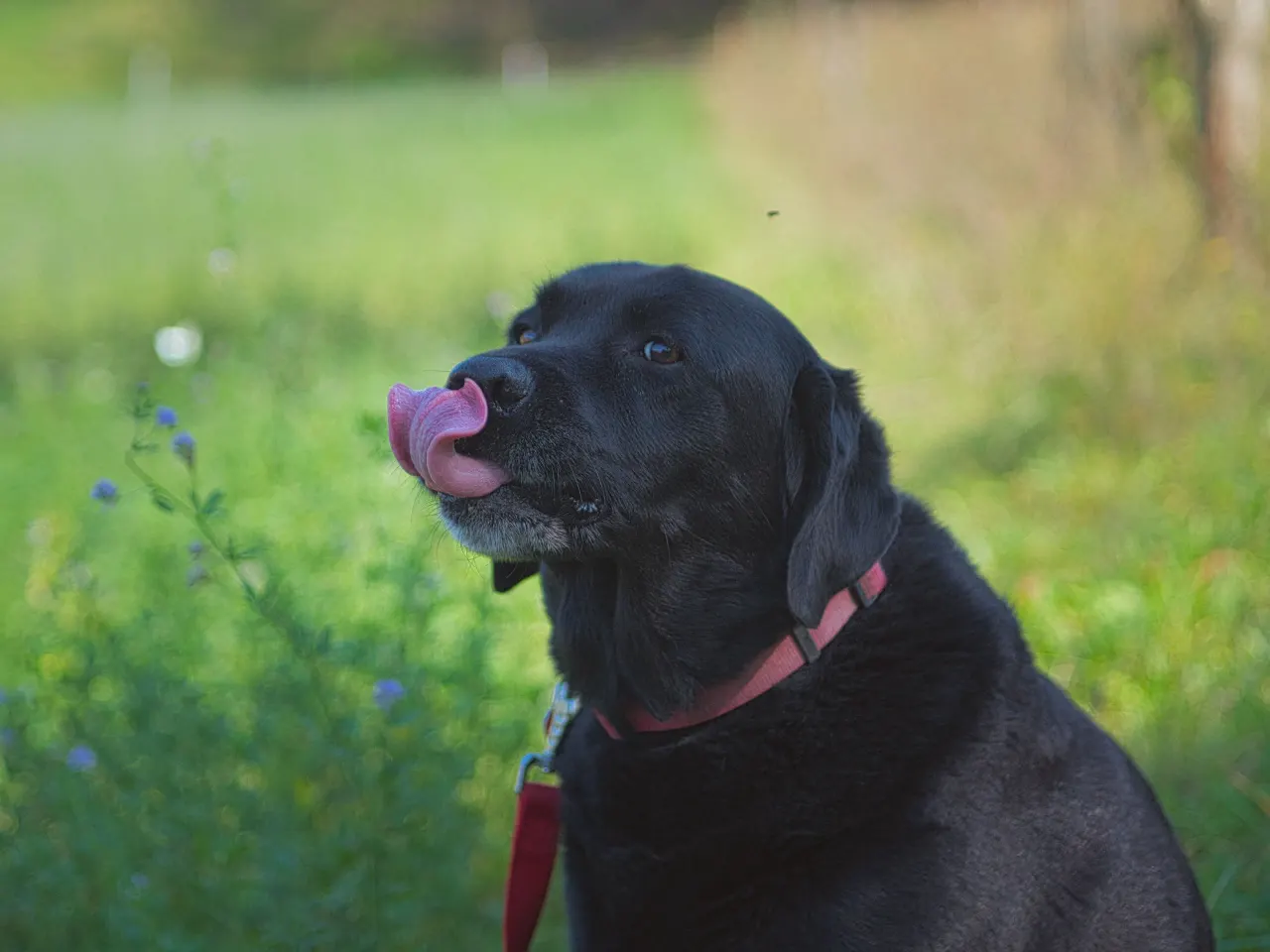 Čierny labrador v tráve