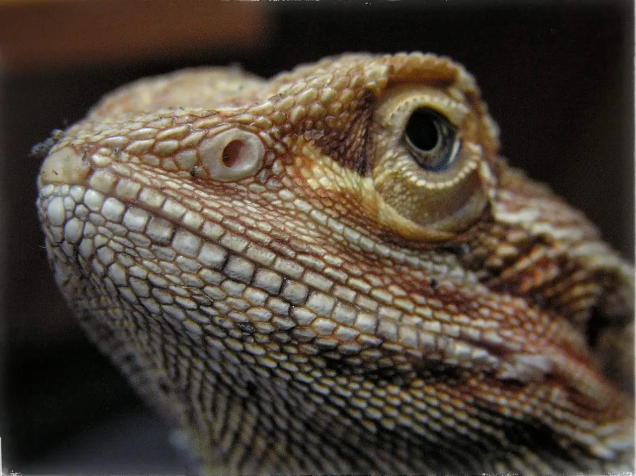 Agama bradatá, detail oka